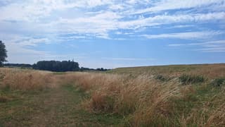 grassen en planten buigen mee met de wind