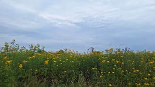 gele bloemen tegen donkere lucht