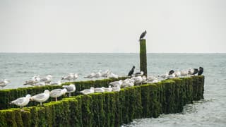 Veel bewolking aan de kust