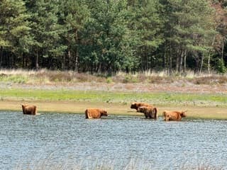 Afkoeling in het water