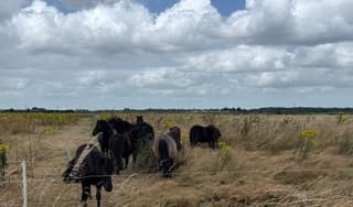 Wolken en ponies
