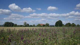 Zon en stapelwolken in een zomers landschap