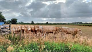stieren en wolkenluchten 