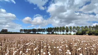 papaver bollen 