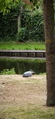 Reiger