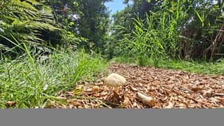 Erg vroeg voor de tijd van het jaar: paddenstoel langs wandelpad in bos