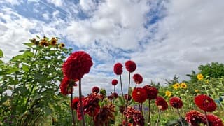 Kleurenfestijn in moestuin
