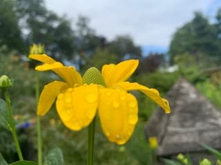 Beetje regen 