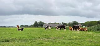 Regenwolken en wind boven koeien in de Groninger wei 