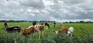 Regenwolken en wind boven koeien in de Groninger wei 
