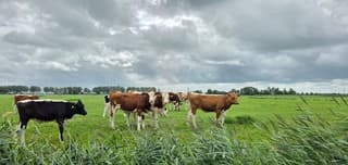 Regenwolken en wind boven koeien in de Groninger wei 