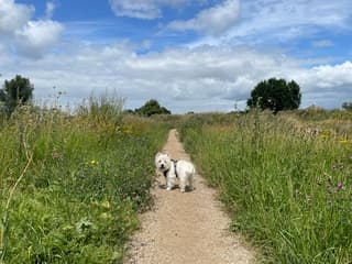 Aan de wandel