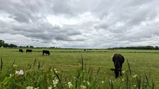Koeien grazen onder een overwegend grijs hemeldek vandaag
