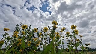 Het zonnetje hoofdzakelijk achter de wolken vandaag