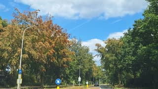 bruine bladeren aan de bomen