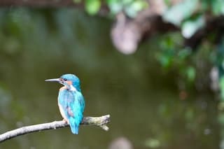 IJsvogel op een tak