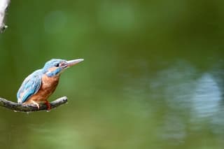 IJsvogel op een takje 