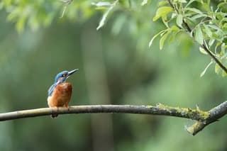 IJsvogeltje