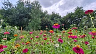 Vlindertuin