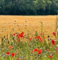 Zomer in Drenthe