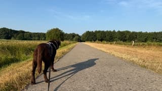 Ochtendwandeling met de hond