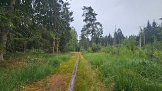 Nat bos