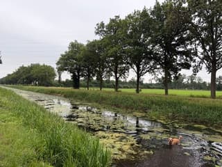 Zomerse droogte: Milo houdt zijn staart droog in de beek van Aalten