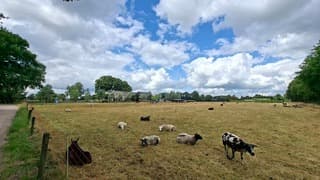 Geel gras helaas ook voor deze schapen