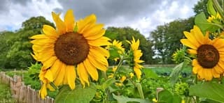 Zonnebloem in Heemskerk vanmorgen 