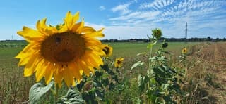 Zonnebloem