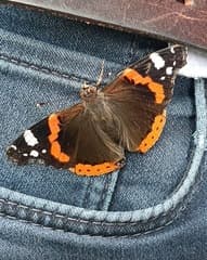 Kleurrijke vlinder