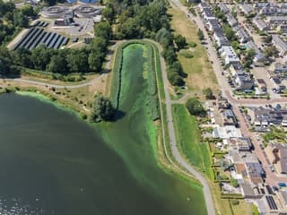 Blauwalg