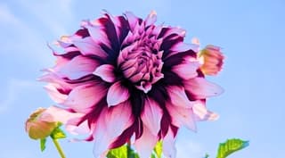 De Dahlia velden staan mooi in de zon.