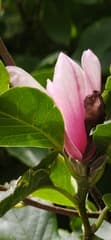 Magnolia