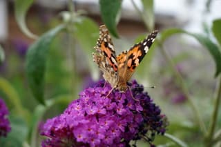 Zomers gevoel 