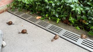 Slakken op het terras door de regen