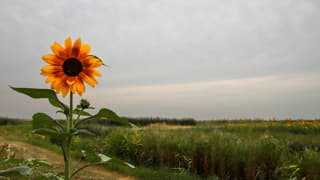 Bewolkte zomerdag