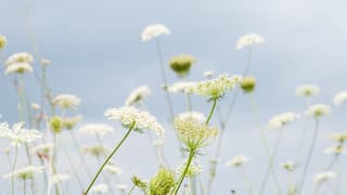 Veel bewolking