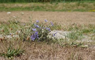 Dappere plant