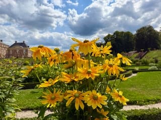 Bloemen in de zon.