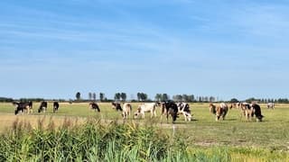 De koeien grazen in een nog redelijk groene wei