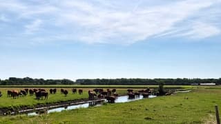 Koeien zoeken verkoeling in de poldersloot 