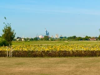 Zonnebloemen de de droogte