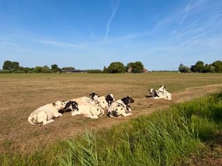 Koeien in droge bruine wei sluiers