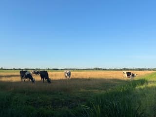 Strakblauw bruin weiland koeien 