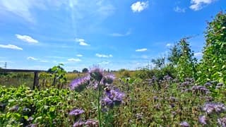 Hommel op deze bijenvriend plant: phacelia, onder een blauwe lucht
