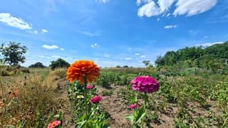 Bloemen hebben het zwaar vanwege de droogte