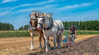 Zomerse hitte en droogte