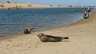 Zeehonden en strandrecreanten in Uitwatering