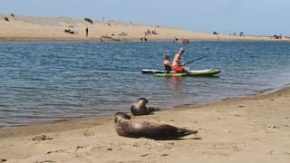 Zeehonden en strandrecreanten in Uitwatering Katwijk